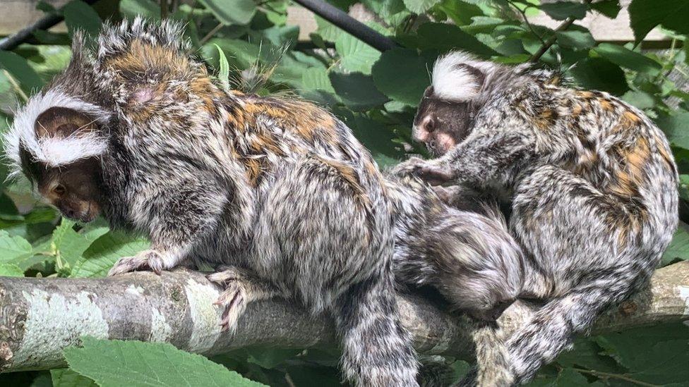 Rescue centre staff said TikTok's adopted mum Clydie loves to spend time grooming him.