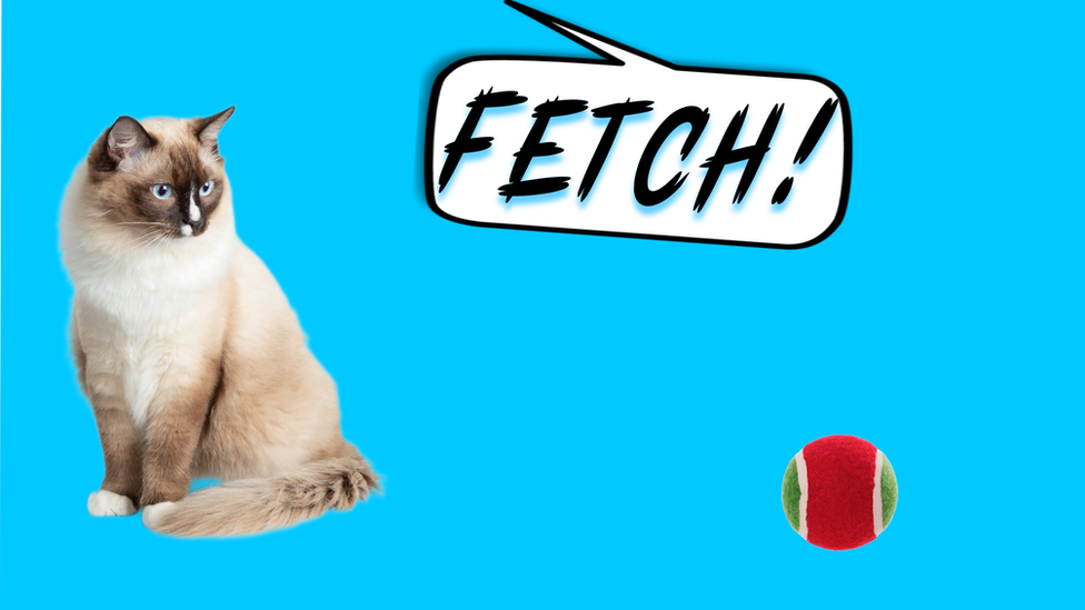 Cat looking at a ball with a speech bubble saying 'fetch'.