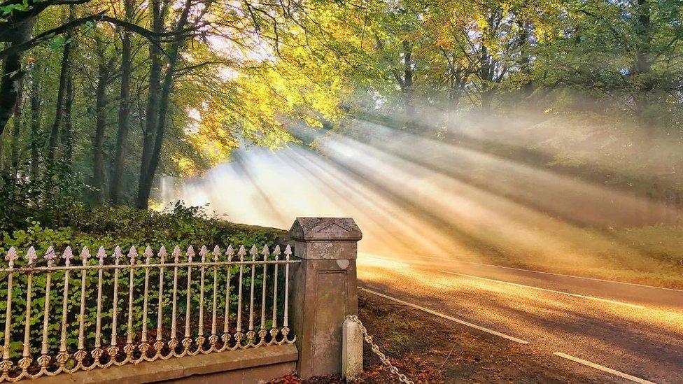 Sunlight breaks through the leaves of high trees near the entrance to Ely Lodge Forest in County Fermanagh on an autumn day