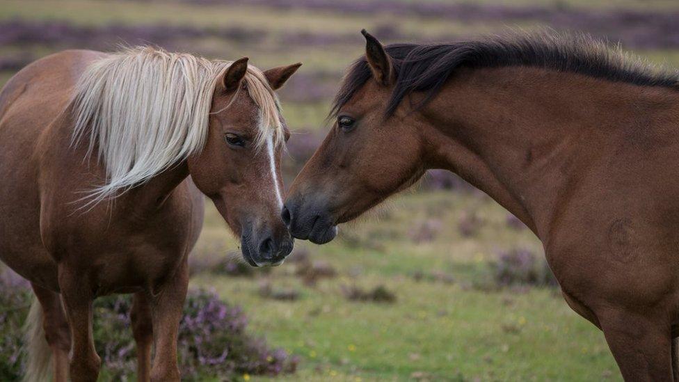 Two brown ponies nuzzle