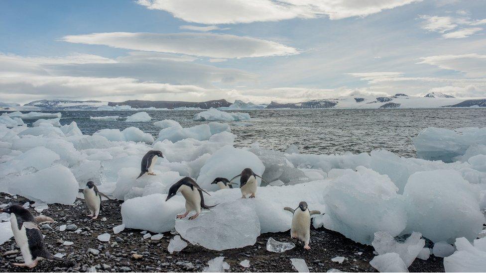 Adelie penguins
