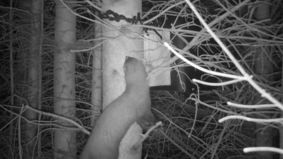 A pine marten caught on camera