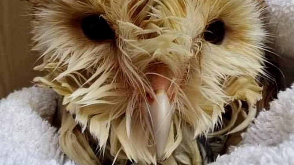 Barn owl wrapped in a towel after being cleaned