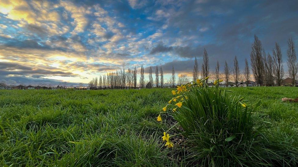 WEDNESDAY - Daffodils at sunset in Stroud Green, Newbury