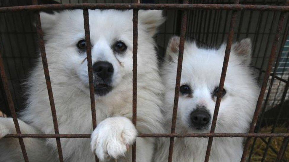 Dogs look out of a cage at a dog farm during a rescue event