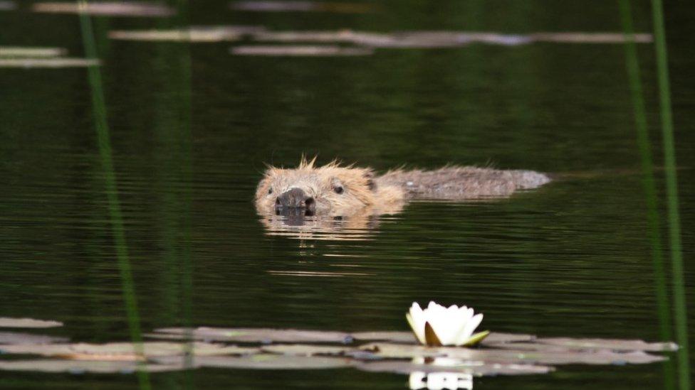 Beaver at Knapdale