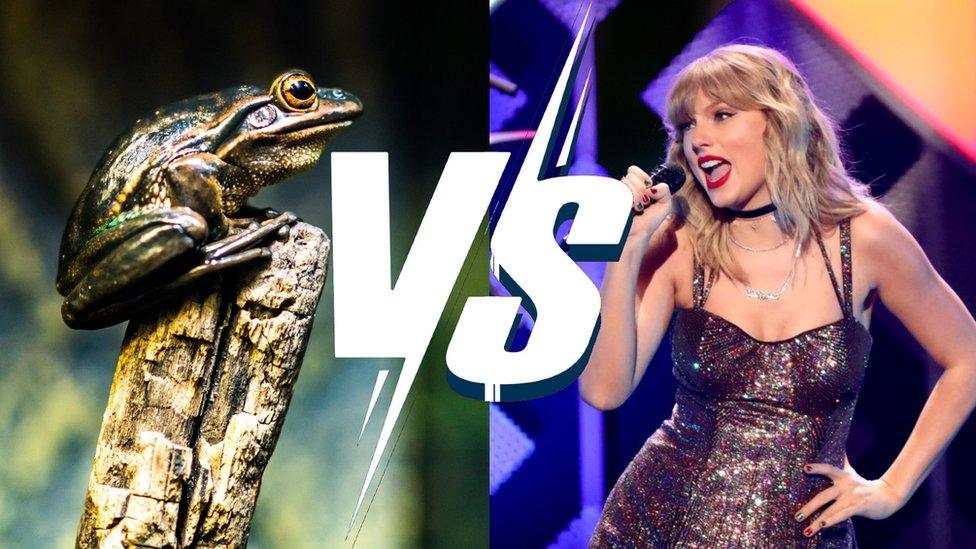 frog-and-taylor-swift.