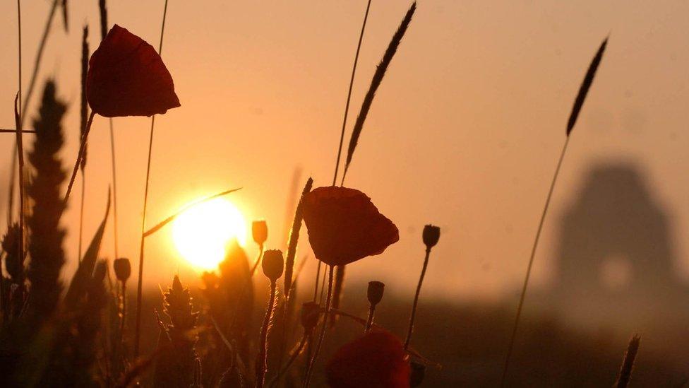 Poppies at the Somme