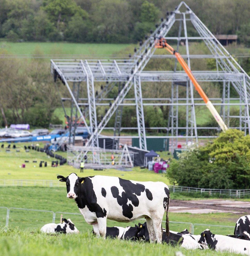 Cows gather near Glastonbury's Pyramid Stage