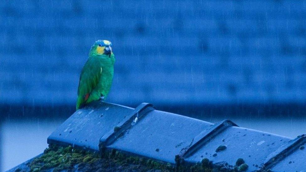 Robbie on rooftops in the rain