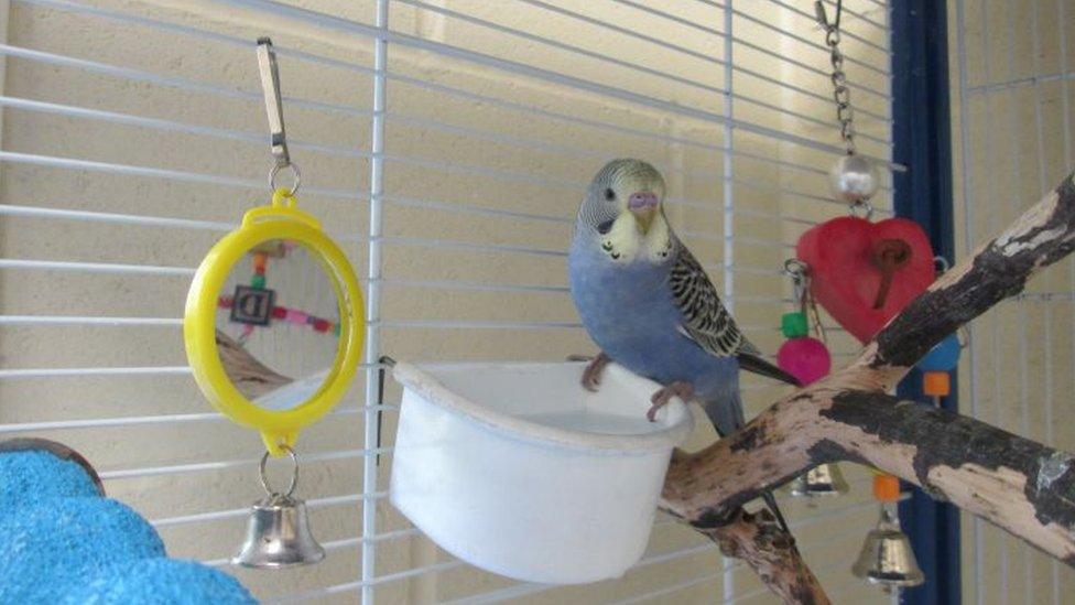 Budgie