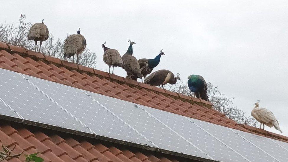 Peacocks on a roof in Dereham