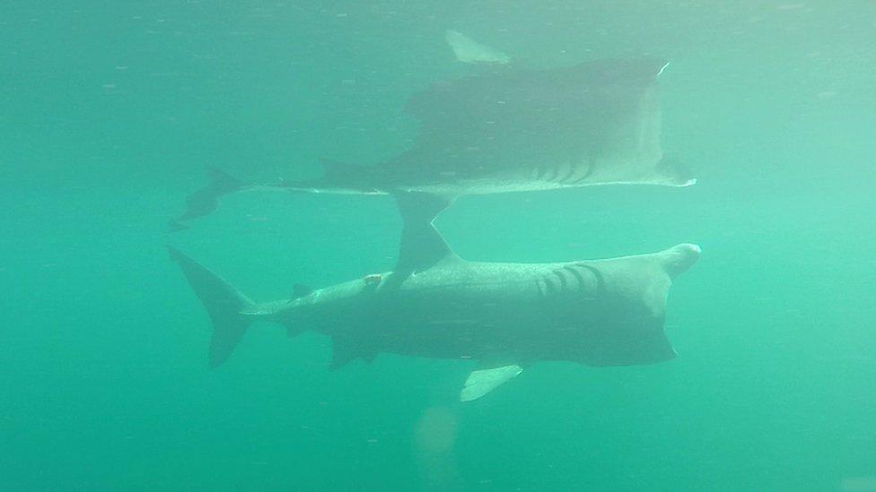 Basking shark