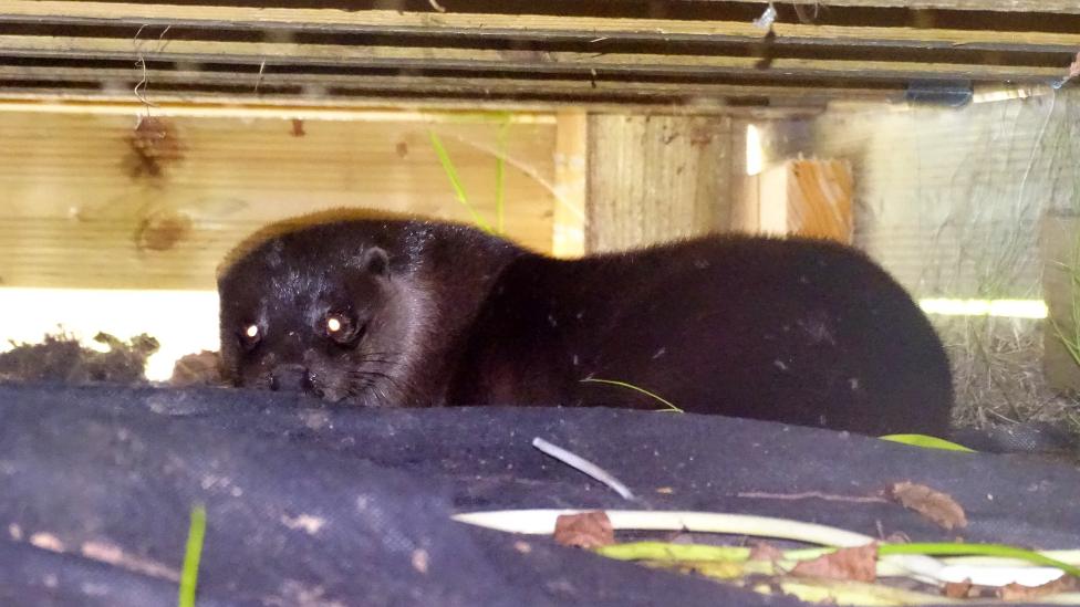 Otter under decking in Carlton, Nottingham