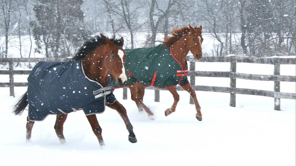 Metro (left) with his friend Pork Chop in the snow