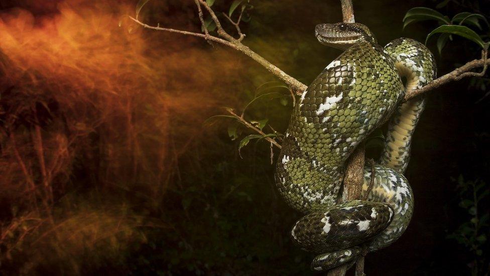 A Malagasy tree boa in a tree