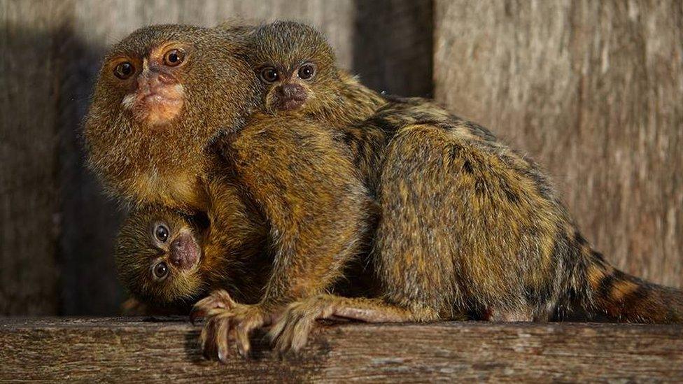 The rare pygmy marmoset species is native to South America