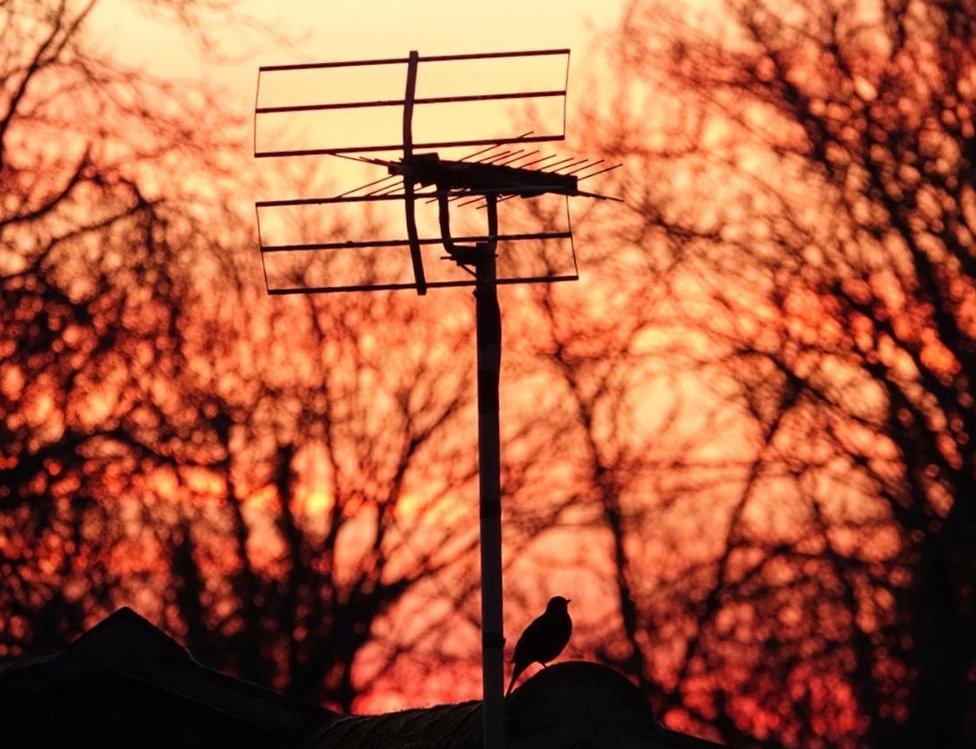 A bird perched on a roof