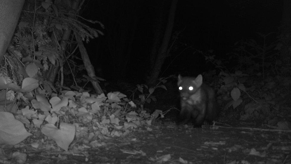 CCTV picture of the pine marten.