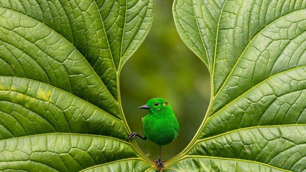 Glistening-green tanager on a leaf