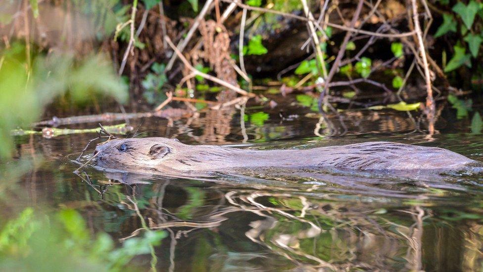 Beaver swimming