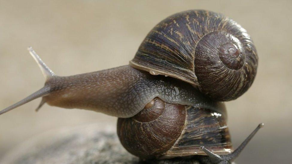 Snail