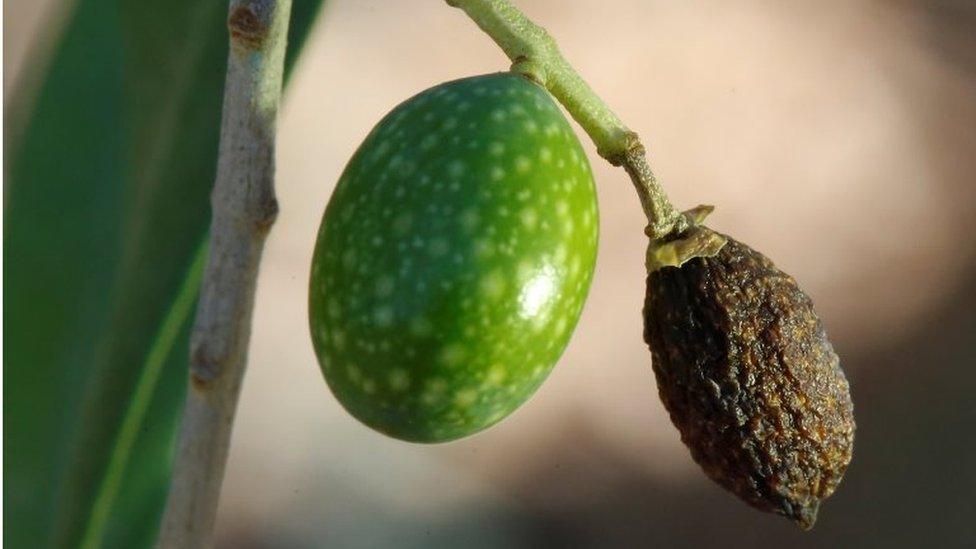 A dried olive at a plantation in central Italy. Photo: June 2017