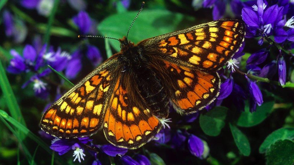 Marsh fritillary butterfly