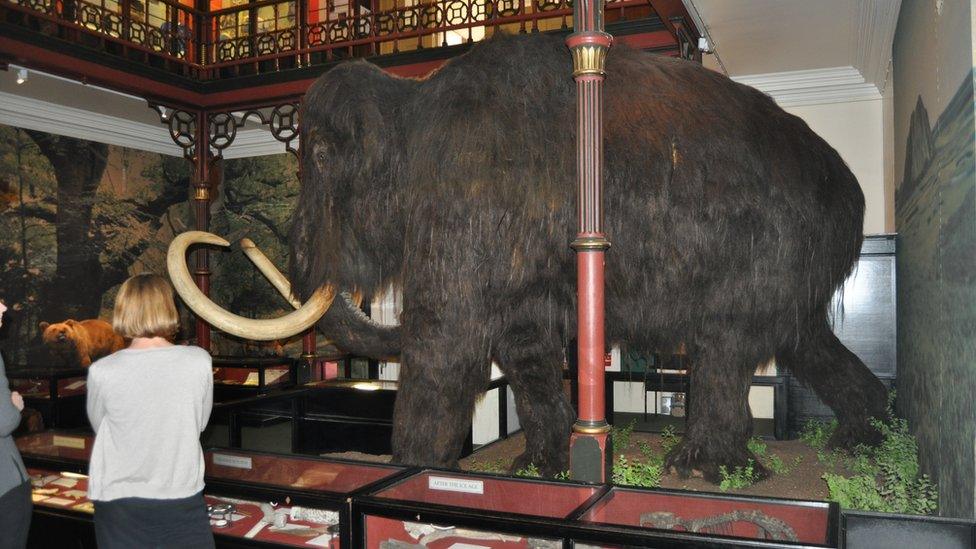 Woolly mammoth replica at Ipswich Museum