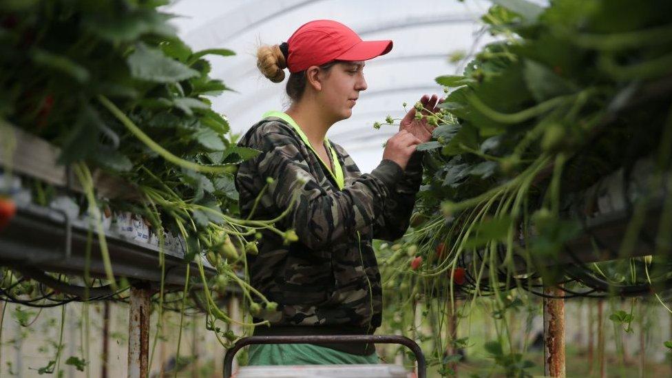 A strawberry picker in a greenhouse