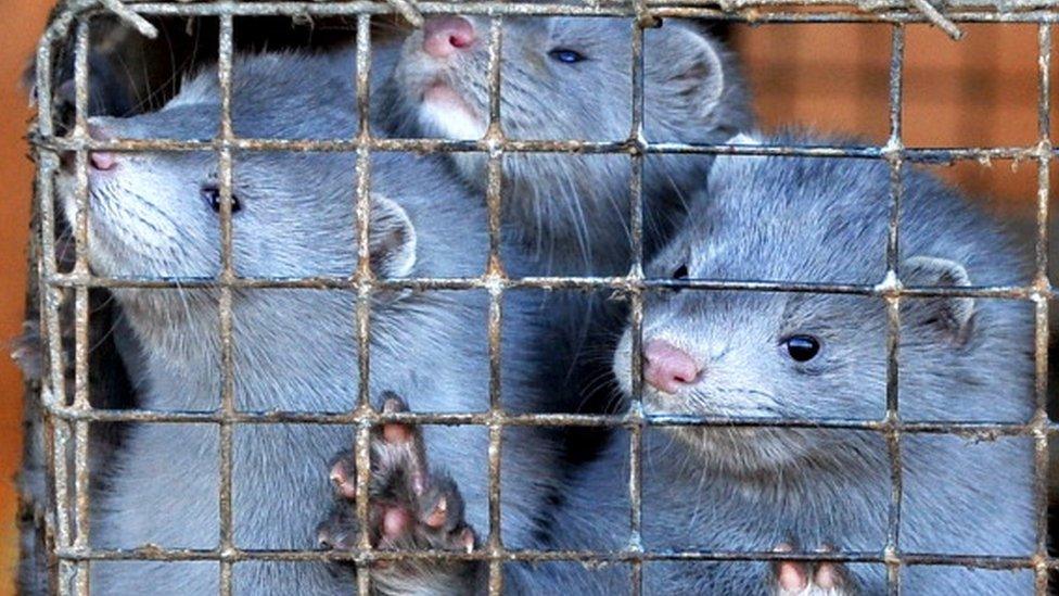 Minks peer out of their cages at a pelt farm near Minsk