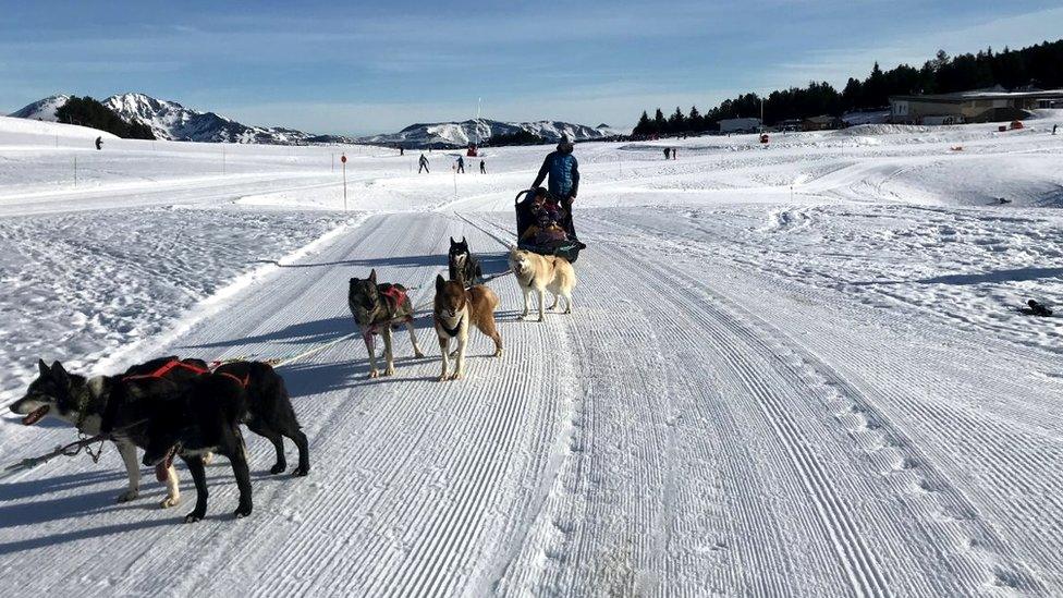 Dogs in the Pyrenees