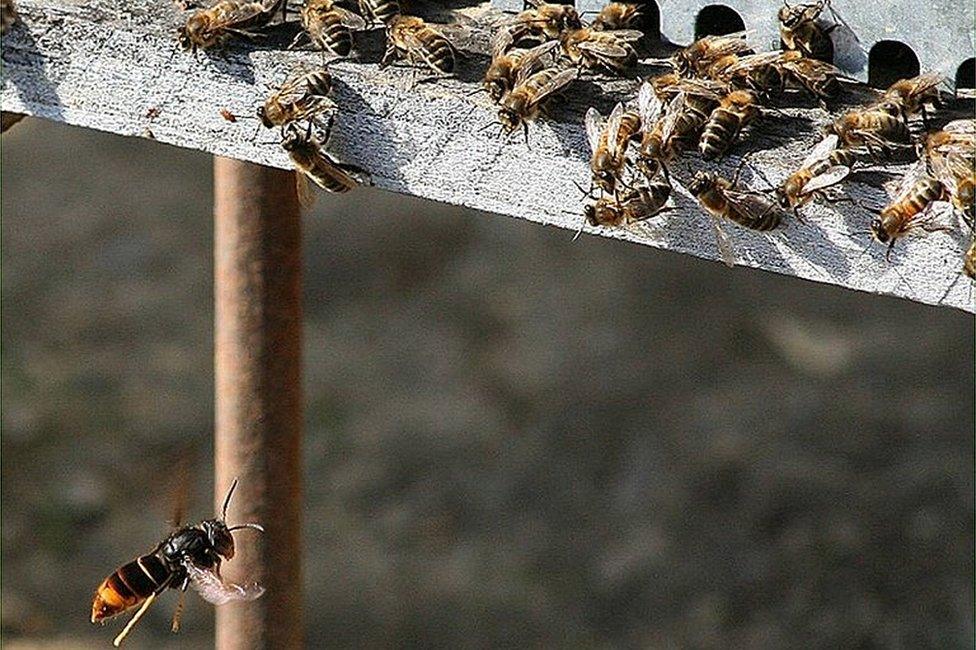 Asian hornets