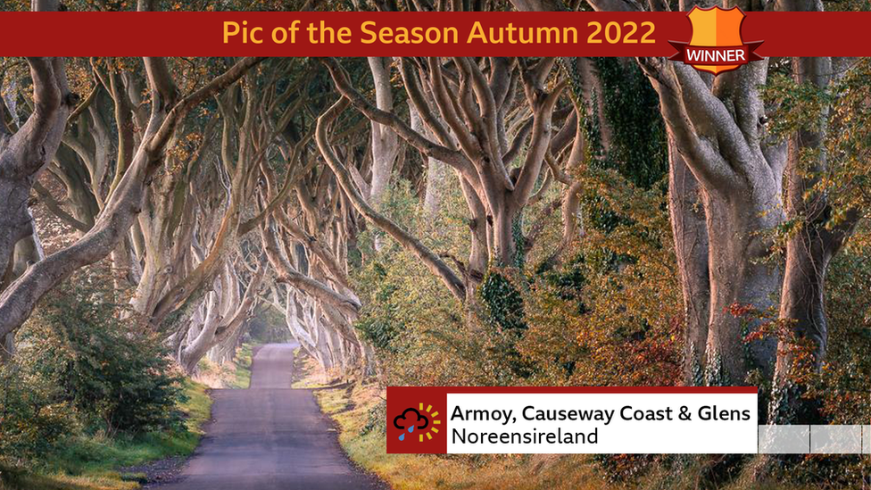 Photograph of "The dark hedges" a road going through very densely growing trees.