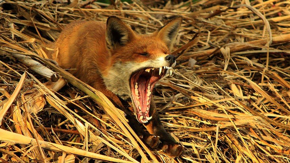 fox-yawning.