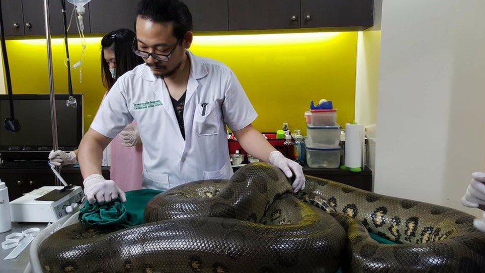 Anaconda lying on operating table