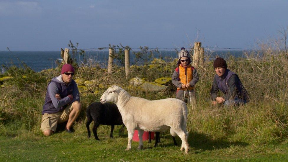 Feeding the animals on Quéménès