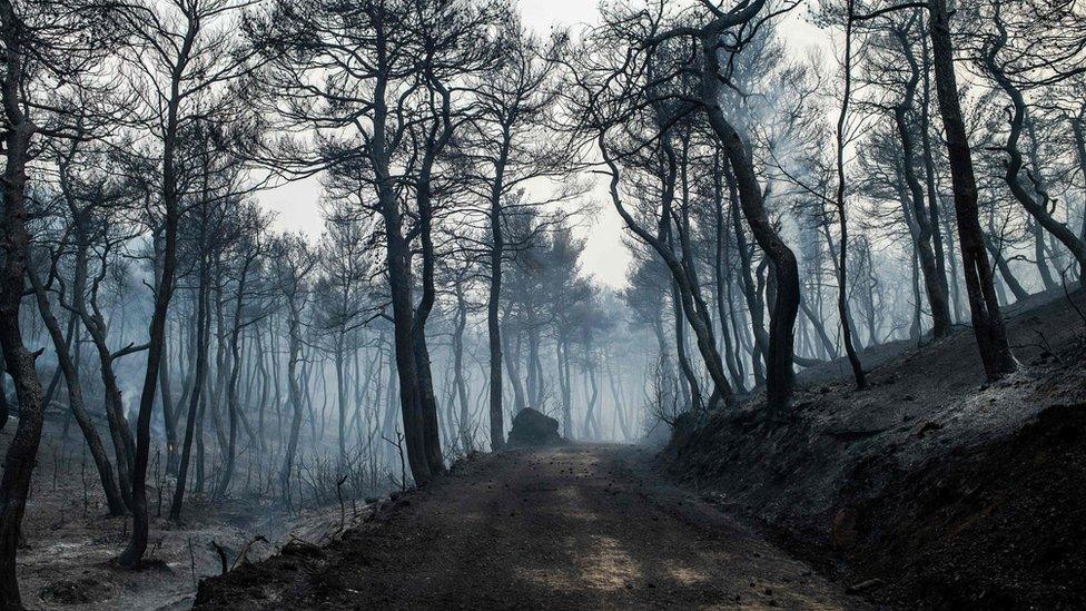 Smoke rises from a blackened road leading through a forest ravaged by fire