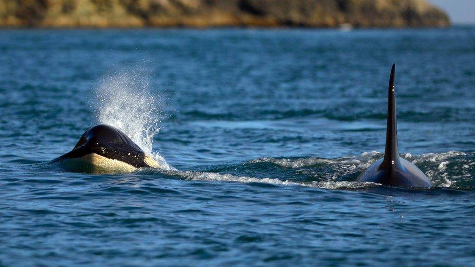 Wild Alaska Orca, one of the biggest predators of the Alaskan summer feast, Kenai Fjords National Park, Alaska.