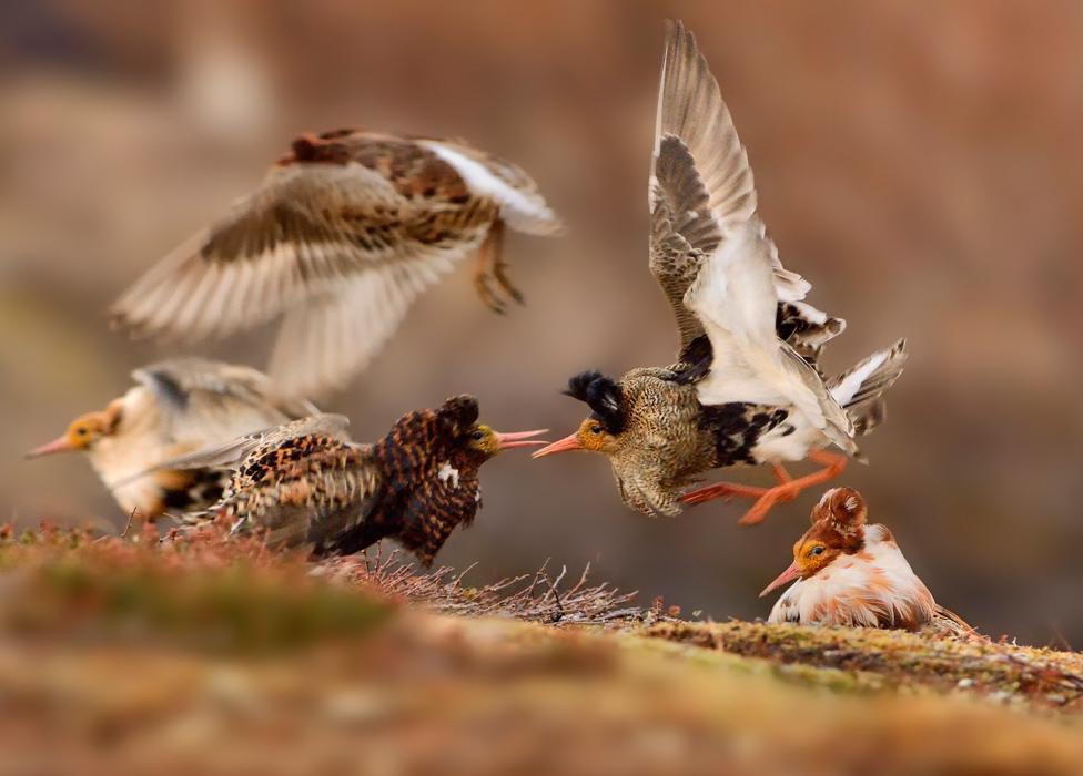 Ruffs on display