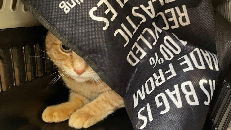 A ginger cat half hidden by a black bag for life with white writing