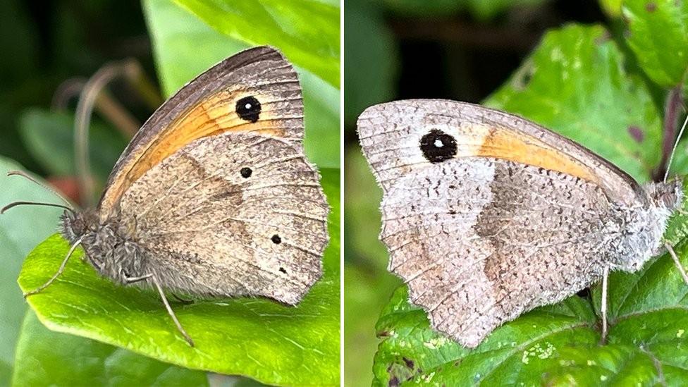 Female meadow brown butterflies