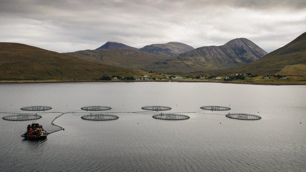 Fish farm cages