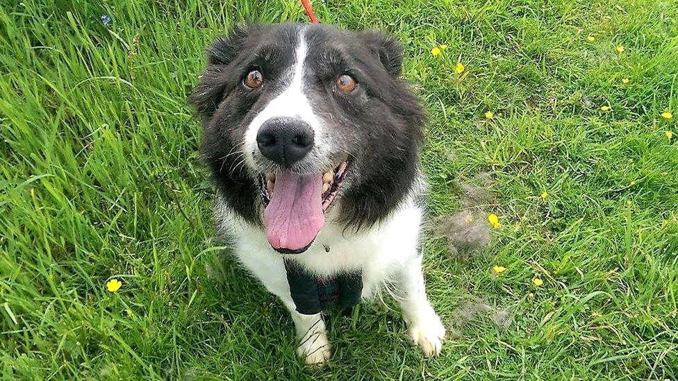 Dog Bess at centre of major Aberdeen search found dead - BBC News