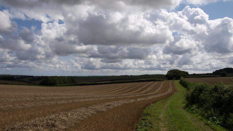 The Jubilee Trail near Milton Abbas, Dorset,