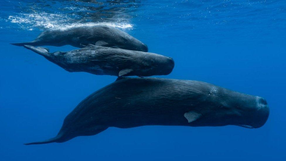 Three sperm whales swimming together