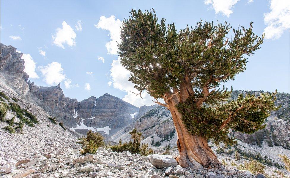 Bristlecone pines