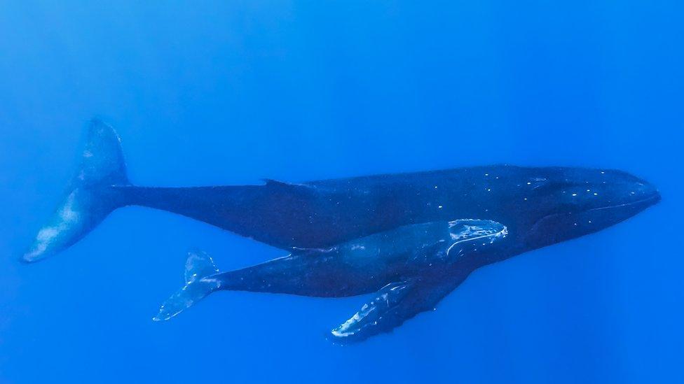 A whale and it's calf swim side by side