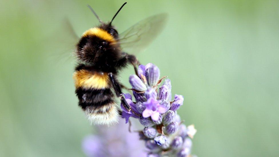 A bumble-bee feeding from lavender