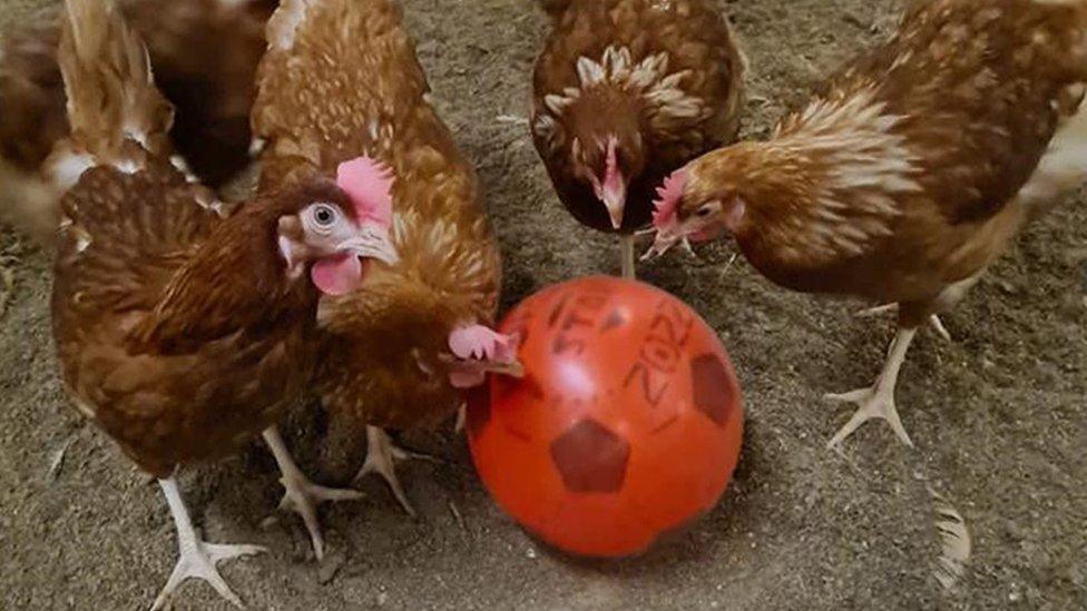 Chickens playing football